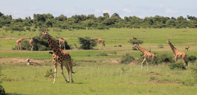 Game Drive Routes in Murchison Falls You Shouldn’t Miss