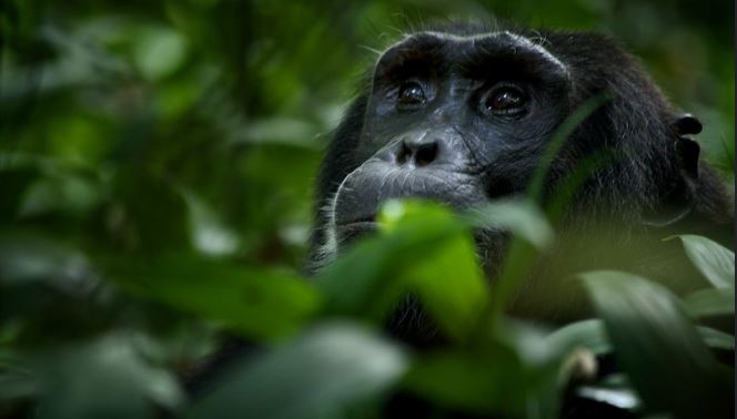 Gorilla and Chimpanzee Trekking Combo Itineraries in Uganda