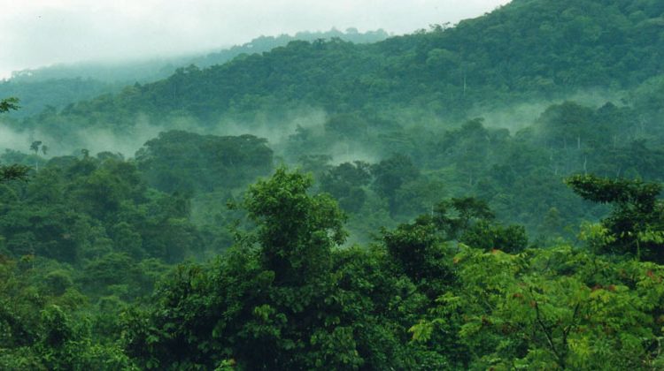 How Long Should You Spend in Bwindi?