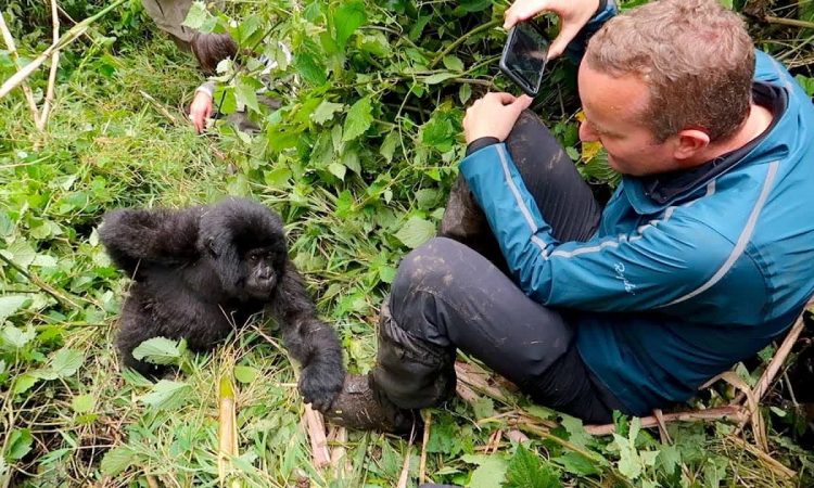 How to Combine Gorilla Trekking with a Classic Safari in Uganda