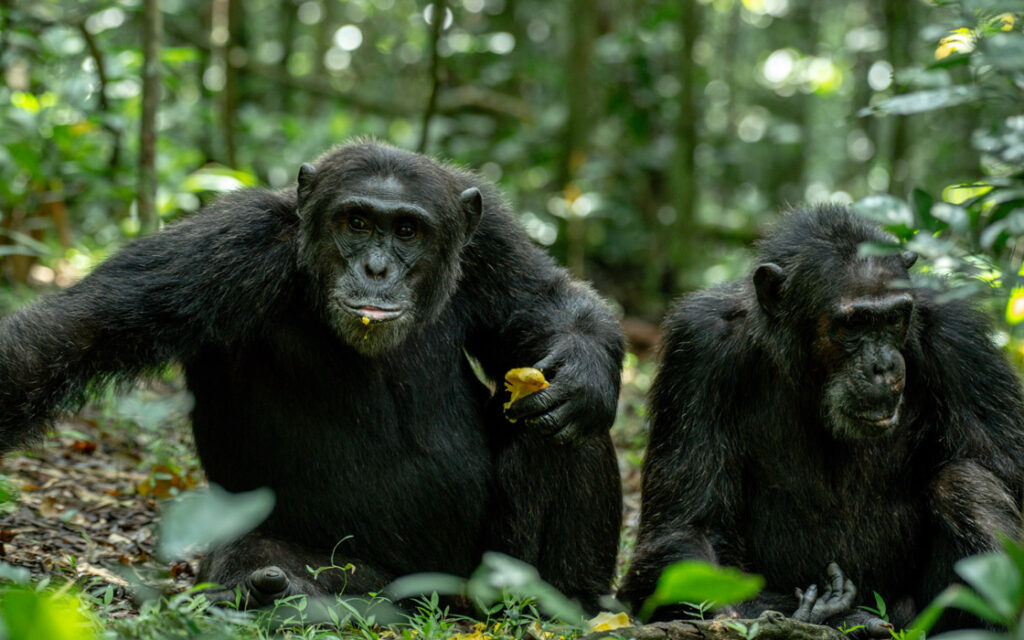How to Prepare for a Chimpanzee Habituation Experience