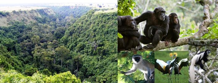 Kyambura Gorge: The Valley of the Apes
