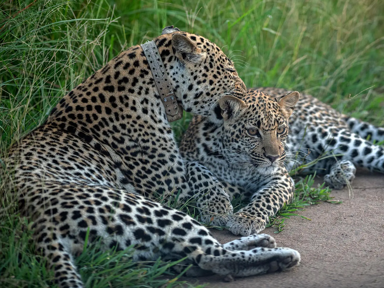 Leopard Tracking Safaris in Uganda