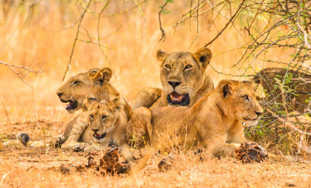 Mweya Peninsula: The Heart of Queen Elizabeth National Park
