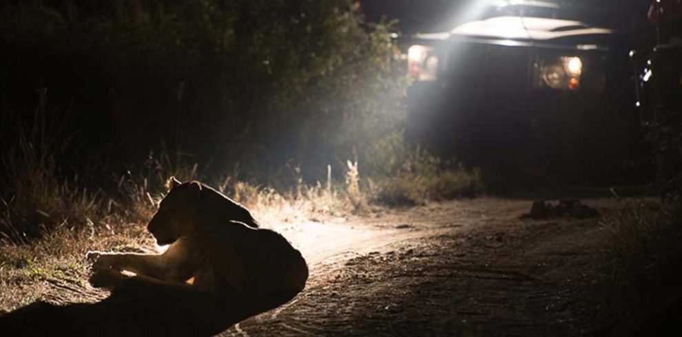 Night Game Drives in Queen Elizabeth: What to Expect