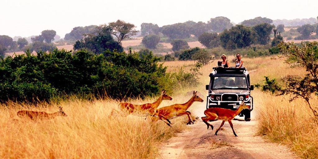 Off-the-Beaten-Path Safari Adventures in Uganda