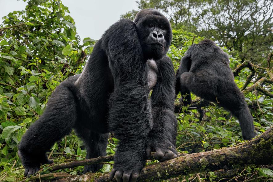 Rwanda Beyond the Gorillas
