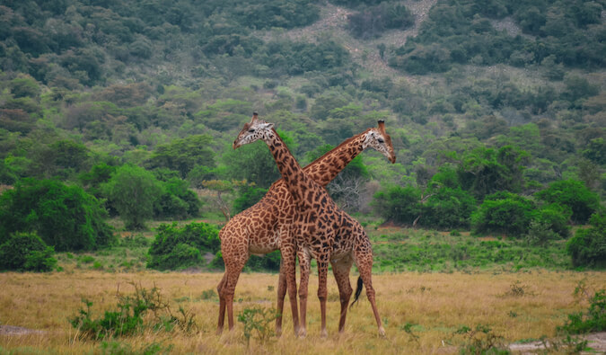 Rwanda’s Best Travel Tips