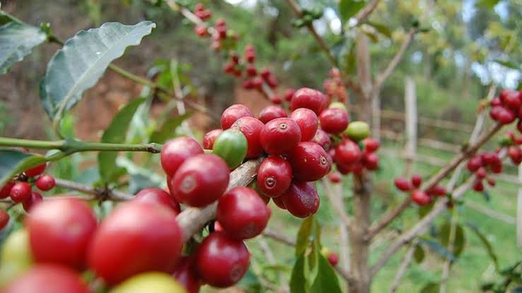 Rwanda’s Coffee Tours for Travelers