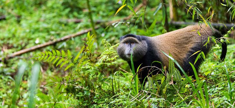 Rwanda’s Eco-Friendly Travel Experiences