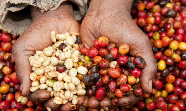 Rwanda’s Famous Coffee Culture