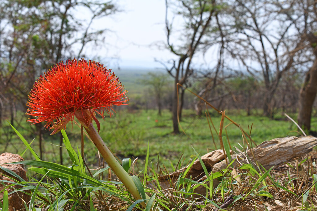 Rwanda’s Flowering Countryside