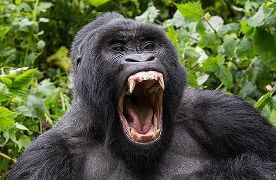 Rwanda’s Hidden Gems for Travelers
