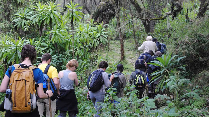 Rwanda’s Nature Walk Highlights