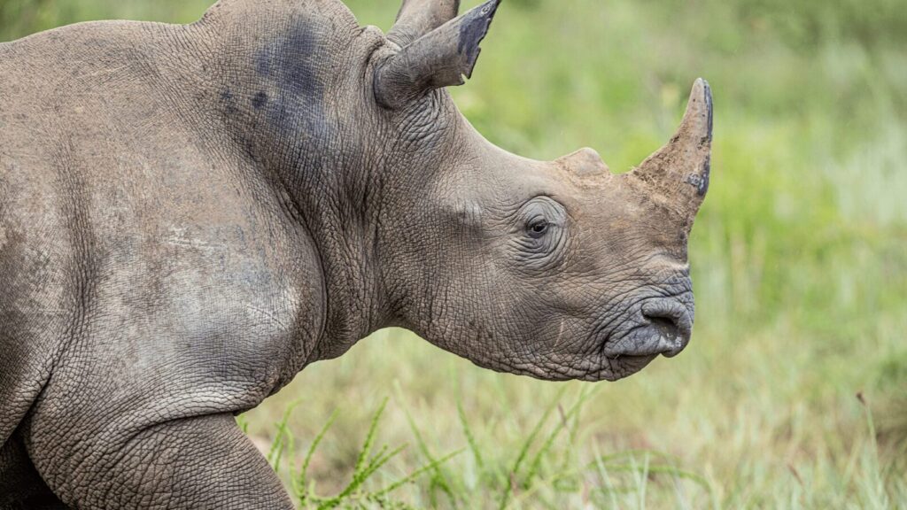 Rwanda’s Thriving Wildlife Conservation