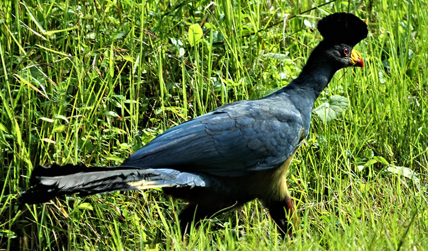 Rwanda’s Top Birding Spots