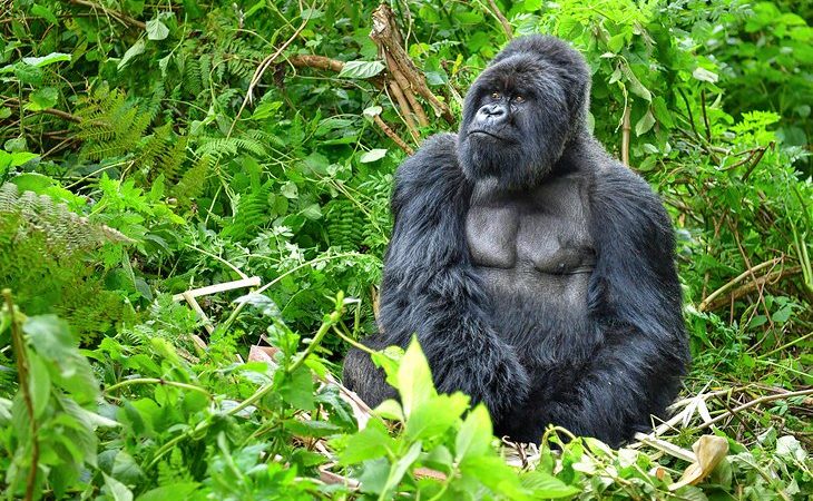 Rwanda’s Top Nature Parks
