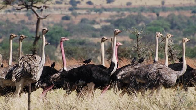 The Best Birding Destinations in Uganda