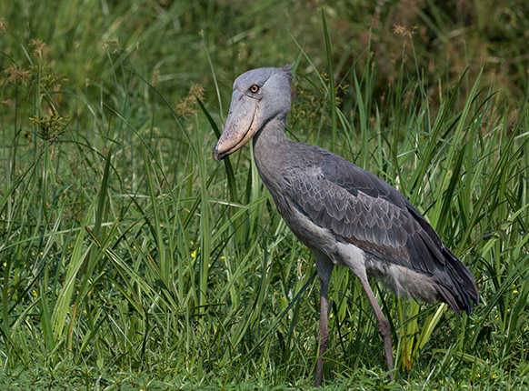 The Rare Shoebill: Where to See Uganda’s Iconic Bird