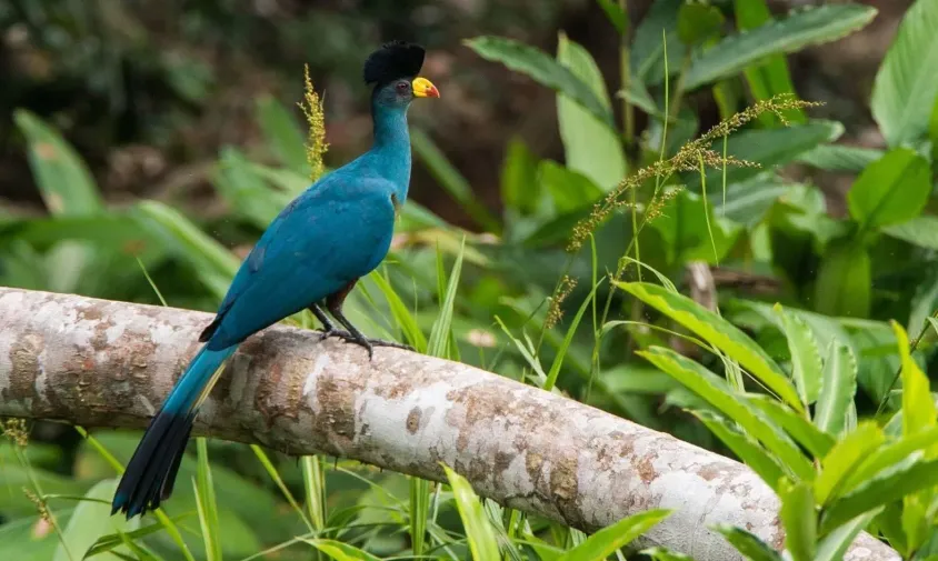 The Top Birding Experiences in Kibale National Park