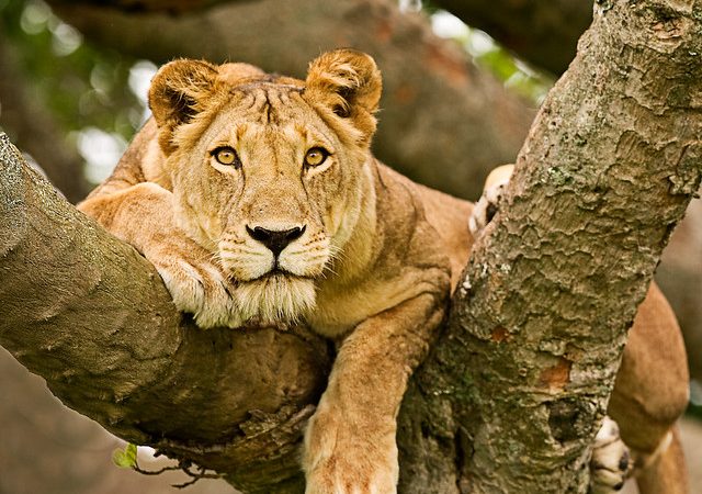 The Tree-Climbing Lions of Queen Elizabeth National Park