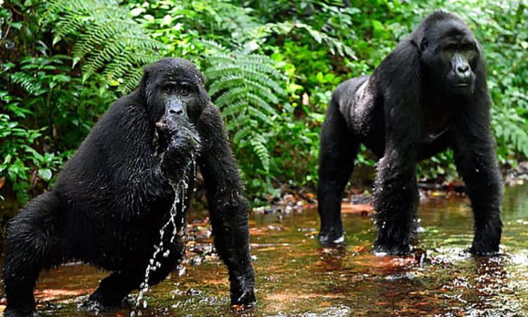 Top 10 Reasons Uganda Should Be Your Next Safari Destination