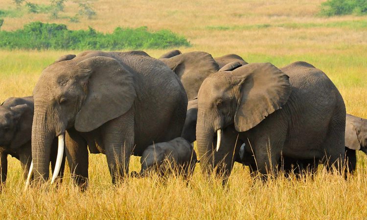 Top Hidden Safari Destinations in Uganda You Haven’t Heard Of
