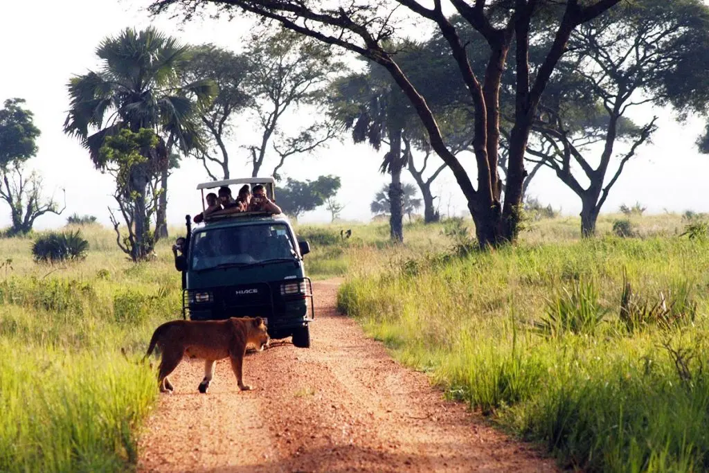 Top Wildlife to Spot in Murchison Falls National Park