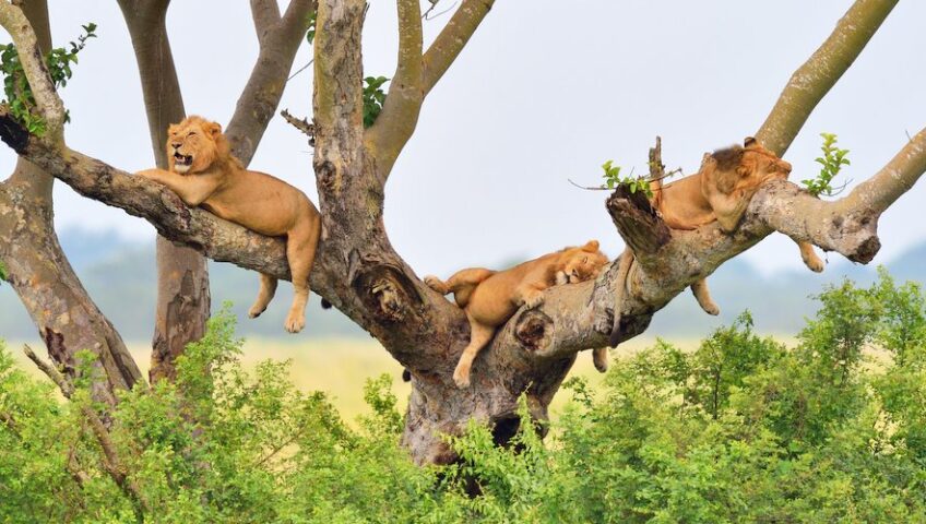 Uganda Safari Myths and Misconceptions Debunked