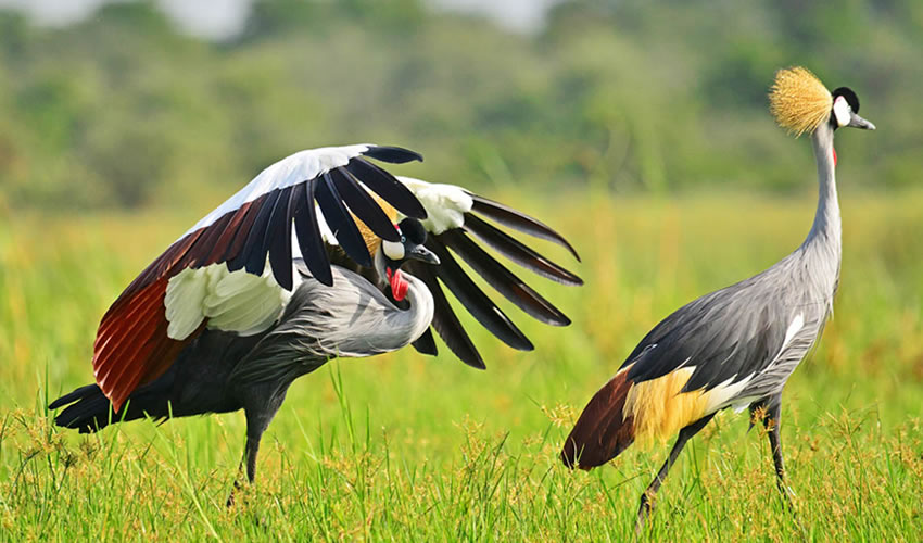 Uganda Safaris for Birdwatchers: What You Need to Know