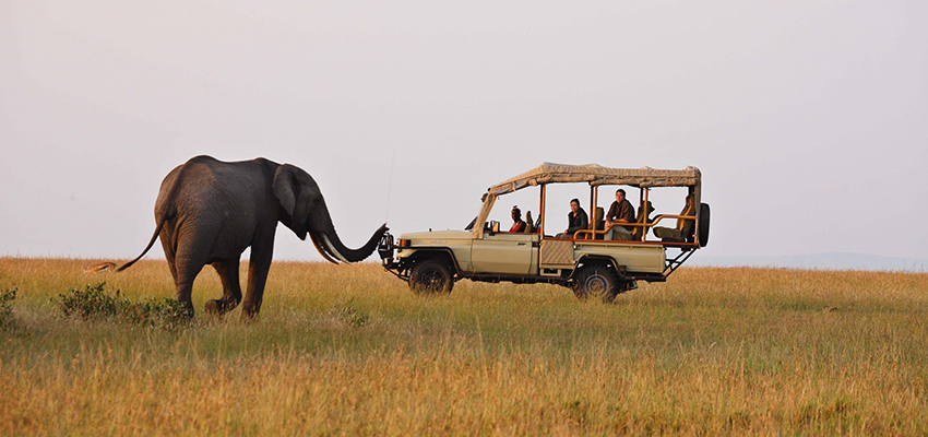 Uganda vs Kenya: Which Safari Experience is Right for You?
