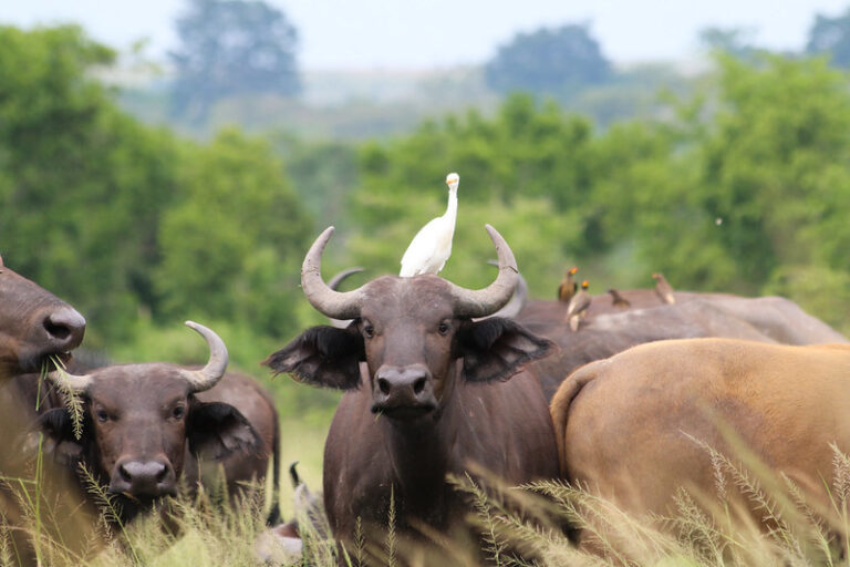 Uganda vs Tanzania: Safari Showdown in East Africa