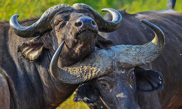 Uganda’s Best Wildlife Encounters