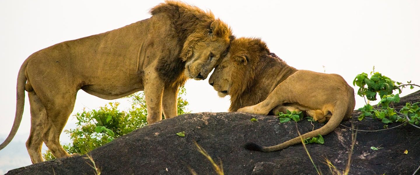 Uganda’s Big Five: Where to See Them
