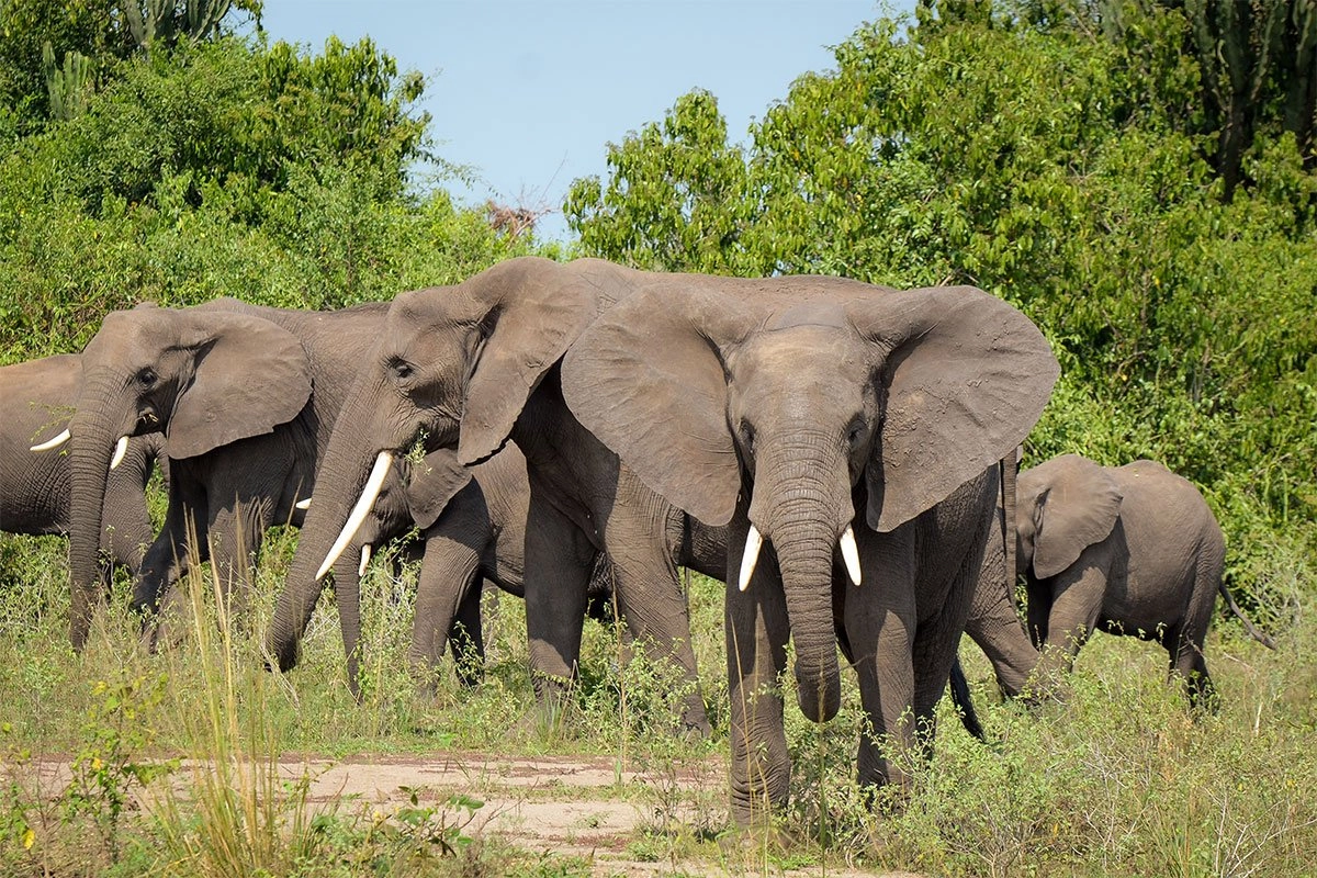 Uganda’s Elephants: Behavior and Best Viewing Spots