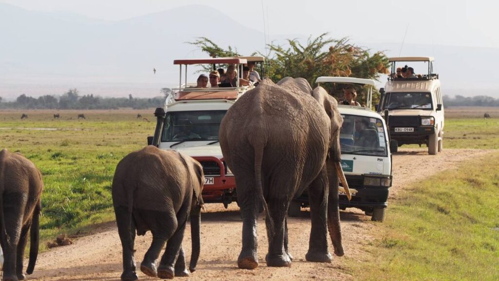 Uganda’s Iconic Savannah Safaris