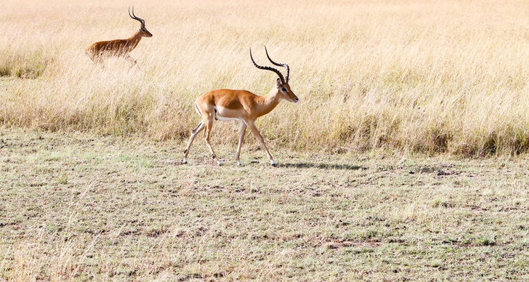 Uganda’s Nature Reserves to Explore