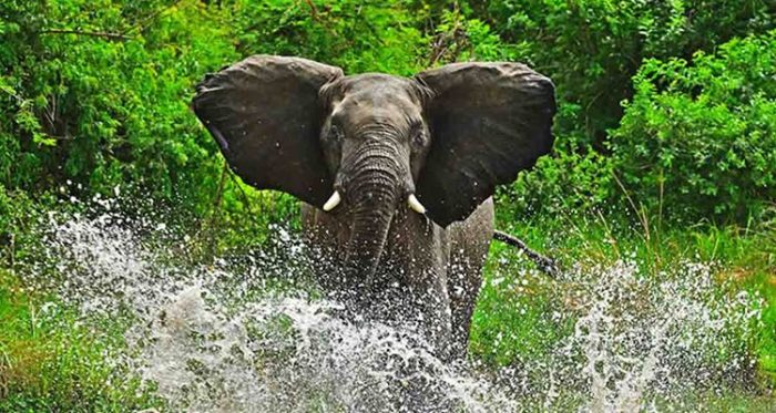 Uganda’s Safari Etiquette Explained