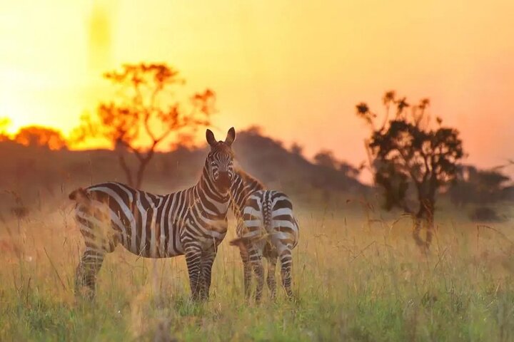Uganda’s Safari Sunrise Moments