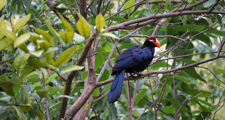 Uganda’s Top Birdwatching Destinations