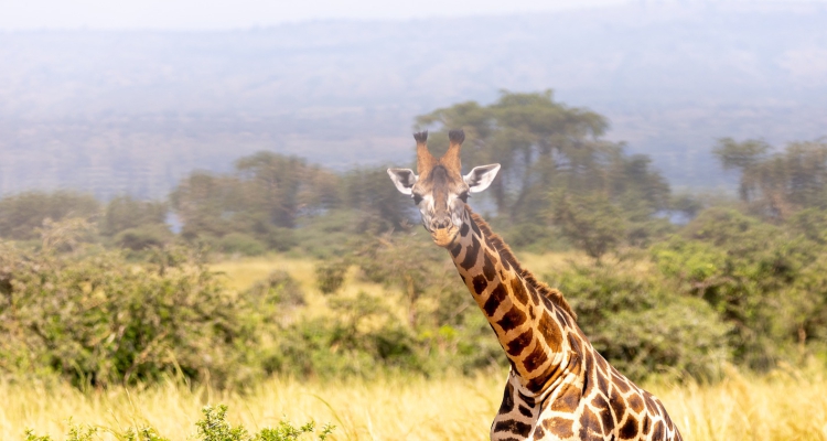 Uganda’s Wildlife Conservation Success Stories