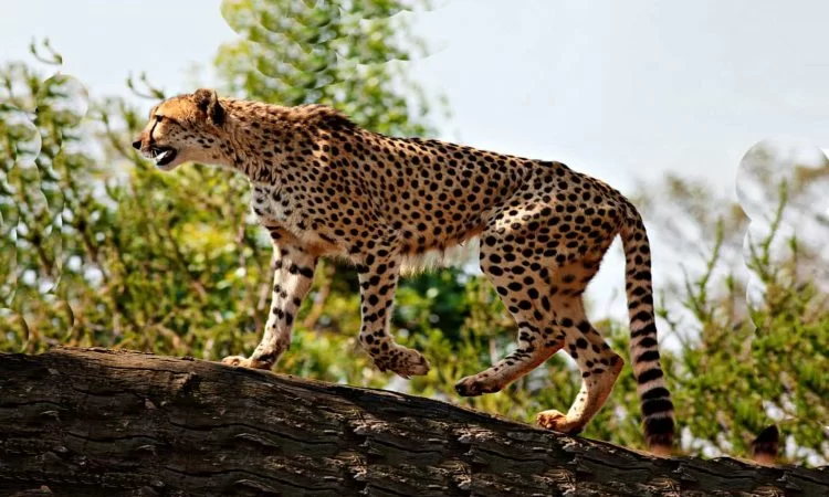Unique Wildlife Species Found Only in Uganda
