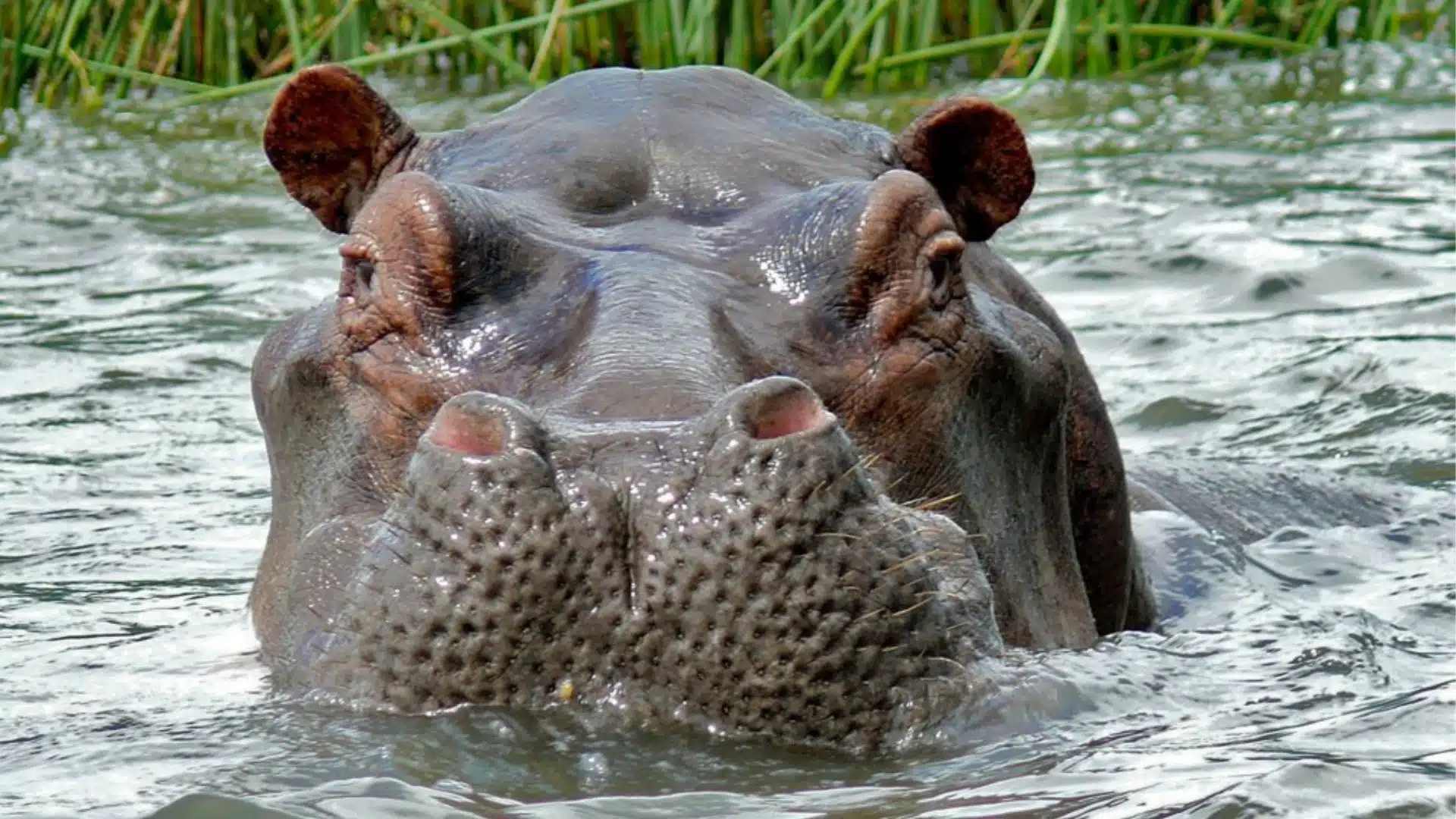 Where to Spot Hippos and Crocodiles in Uganda