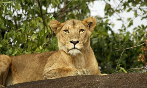 Why Kidepo Is Called Africa’s Best-Kept Safari Secret