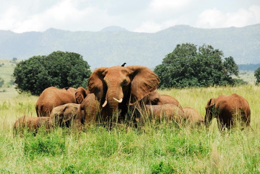 Why Kidepo Is Uganda’s Most Remote Safari Destination