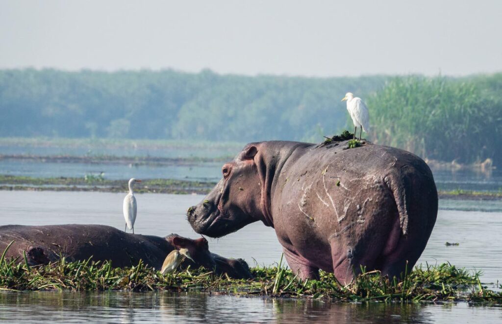 Why Murchison Falls Is Perfect for First-Time Safari Travelers
