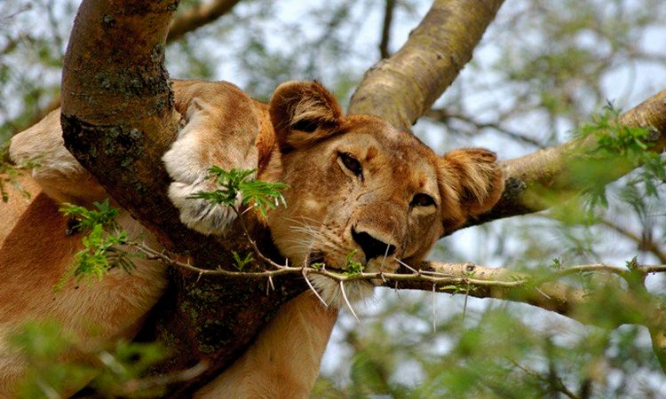 Why Uganda Deserves a Spot on Every Safari Bucket List