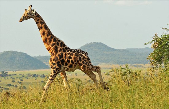 Wildlife You’ll Encounter in Kidepo Valley National Park