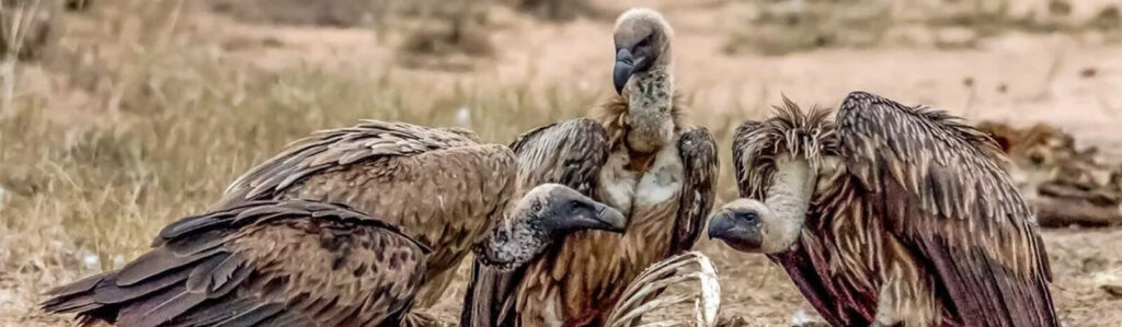 Tanzania birding safari