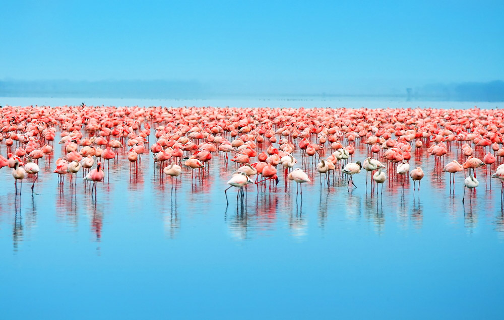 Lake Nakuru National Park and Flamingos